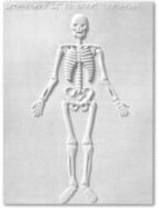 esempio di tavola tattile per lo studio delle scienze